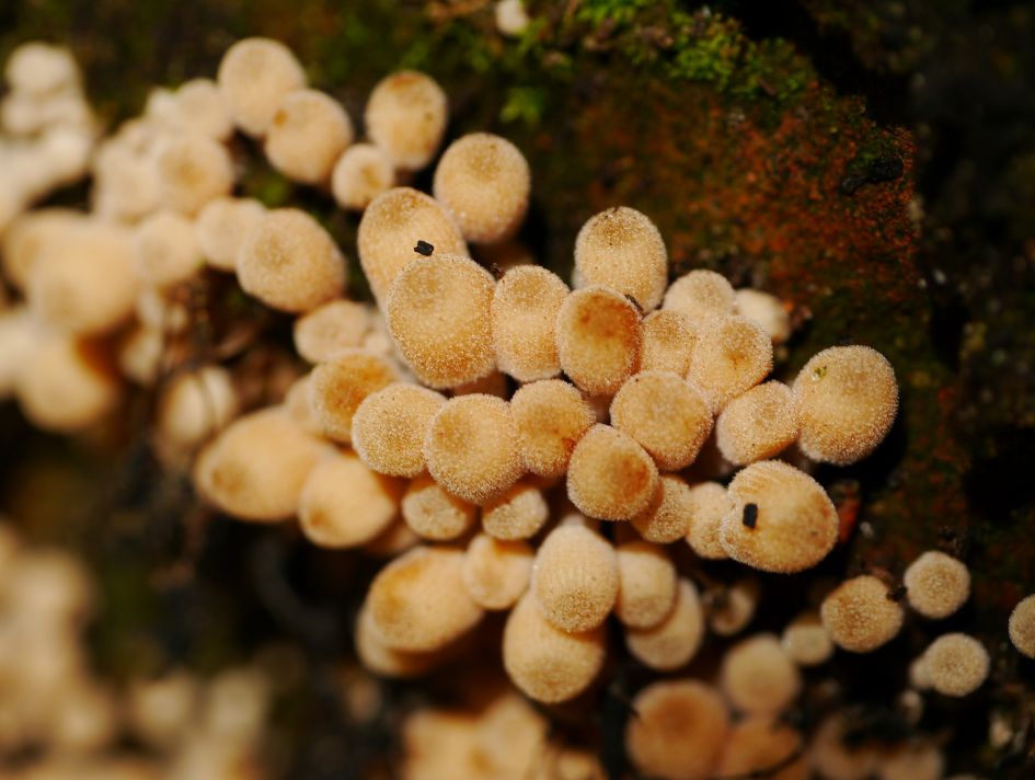 Welke paddenstoeltjes zijn dit?